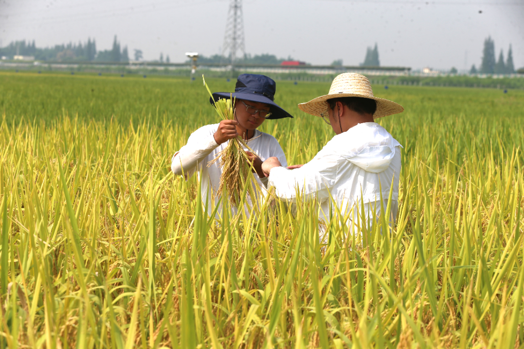 8月14日，"科技小院"的研究生曹云正在實驗田里抽樣測產。