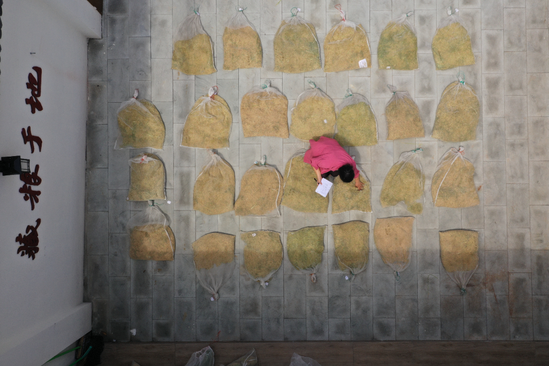 8月18日，"科技小院"的研究生陳雪芳正在將采集的水稻晾曬。